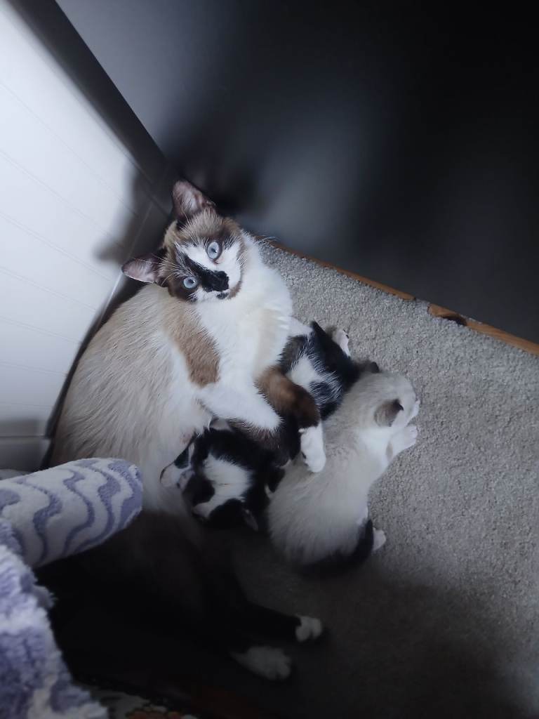 Beautiful mixed-breed kittens looking for lovely home.