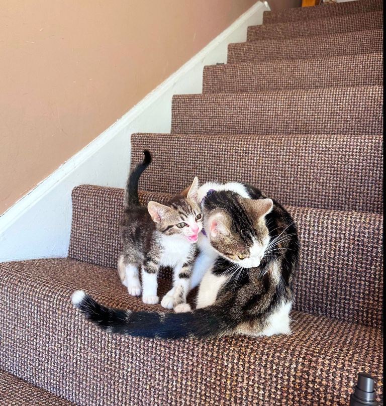 Two Playful & Healthy Kittens Ready for New Home