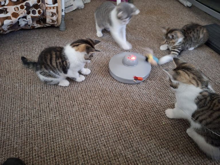 Mix breed kittens