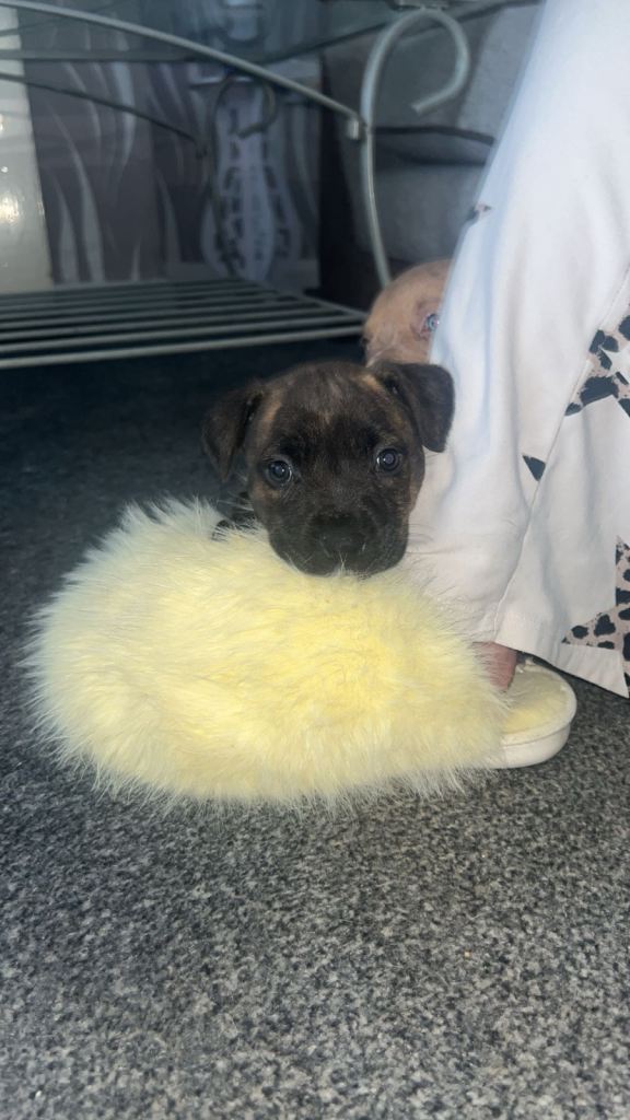 Puppies for sale 