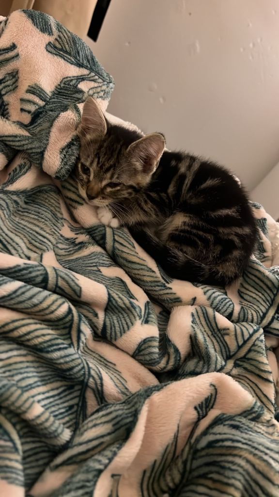 Kitten