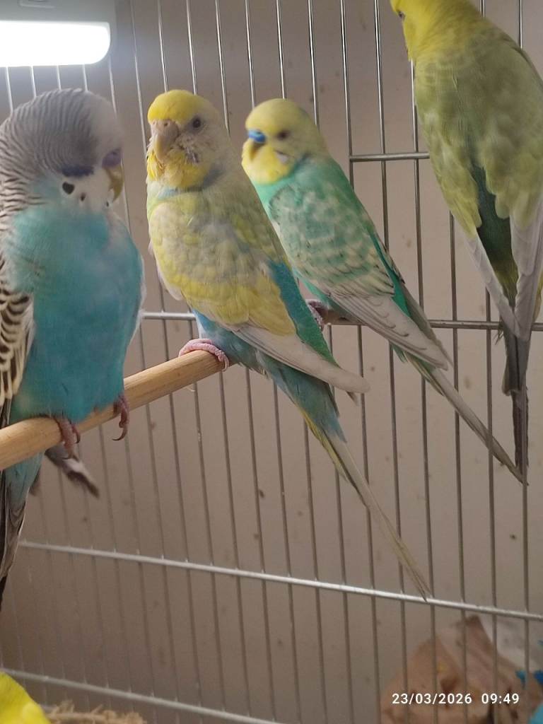 Budgies in London 