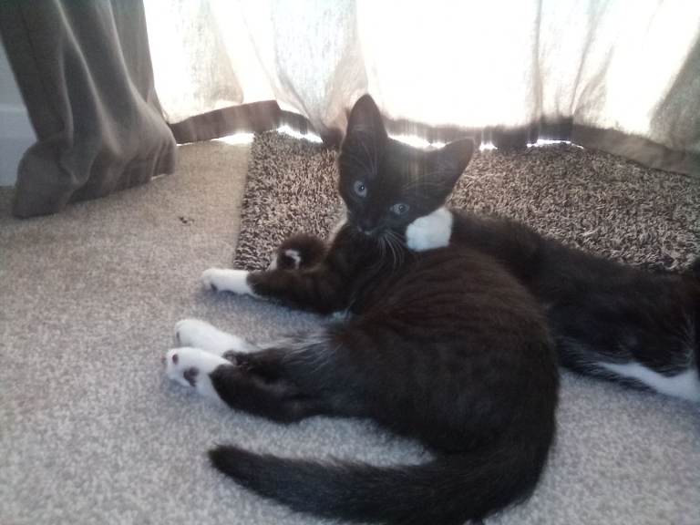 Beautiful Kittens 