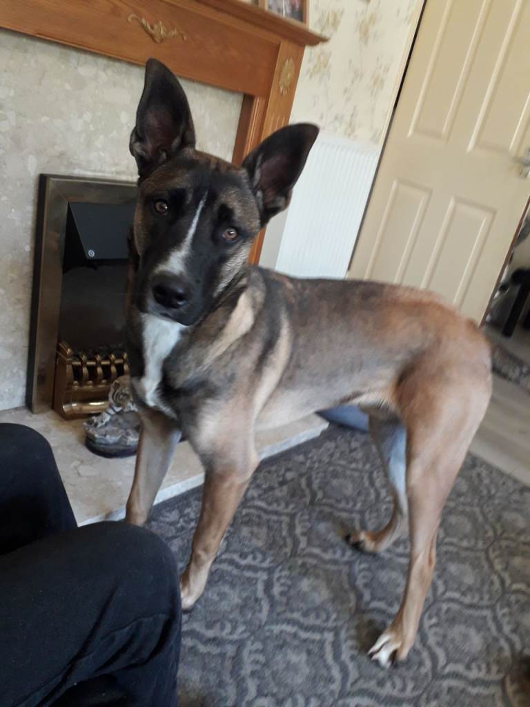 Due to my husband's ill health dog has to be rehomed 