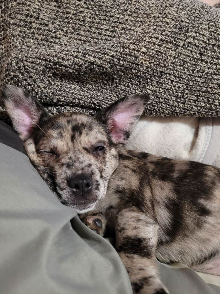2 cavachon x frenchie 