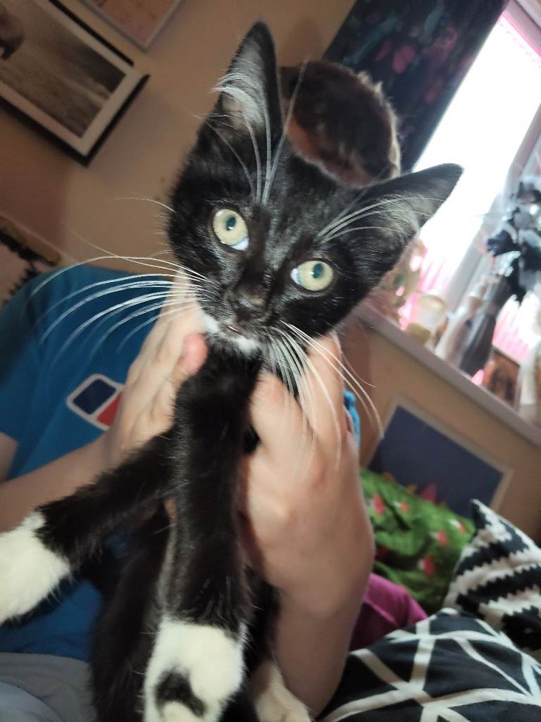 10 week old beautiful kittens 