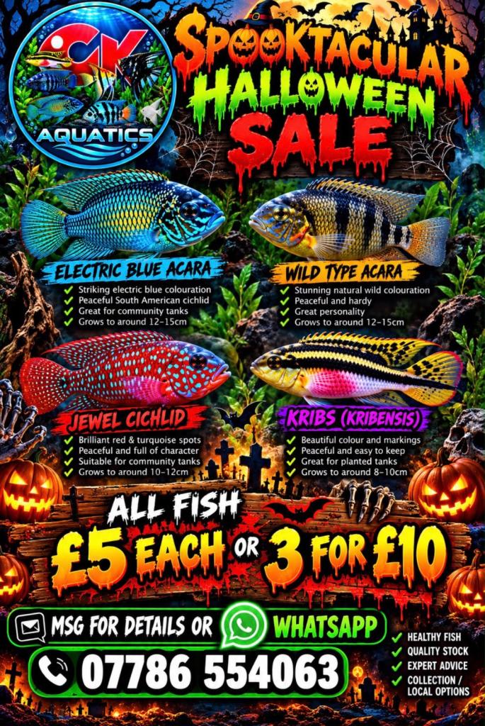 Electric Blue Acara, Angelfish, Polar Blue Parrots, Rainbow Kribs. Tropical Fish