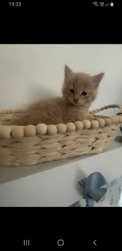 Ragamuffin kittens 6 weeks old