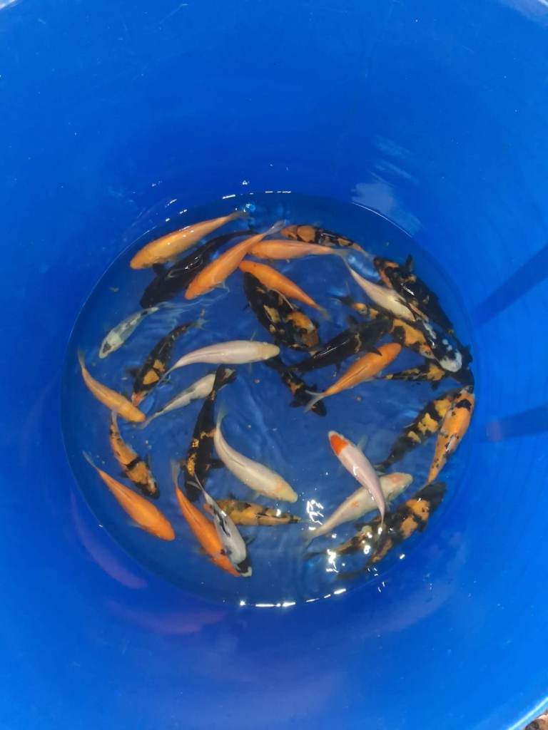 koi carp for sale