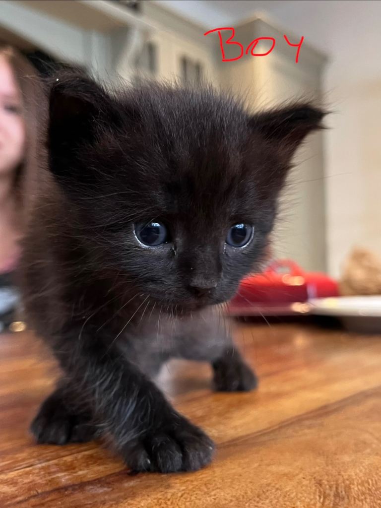 Adorable Black & White Ragdoll × Nebelung Kitten Looking for His Forever Home 🖤🤍 (video link)