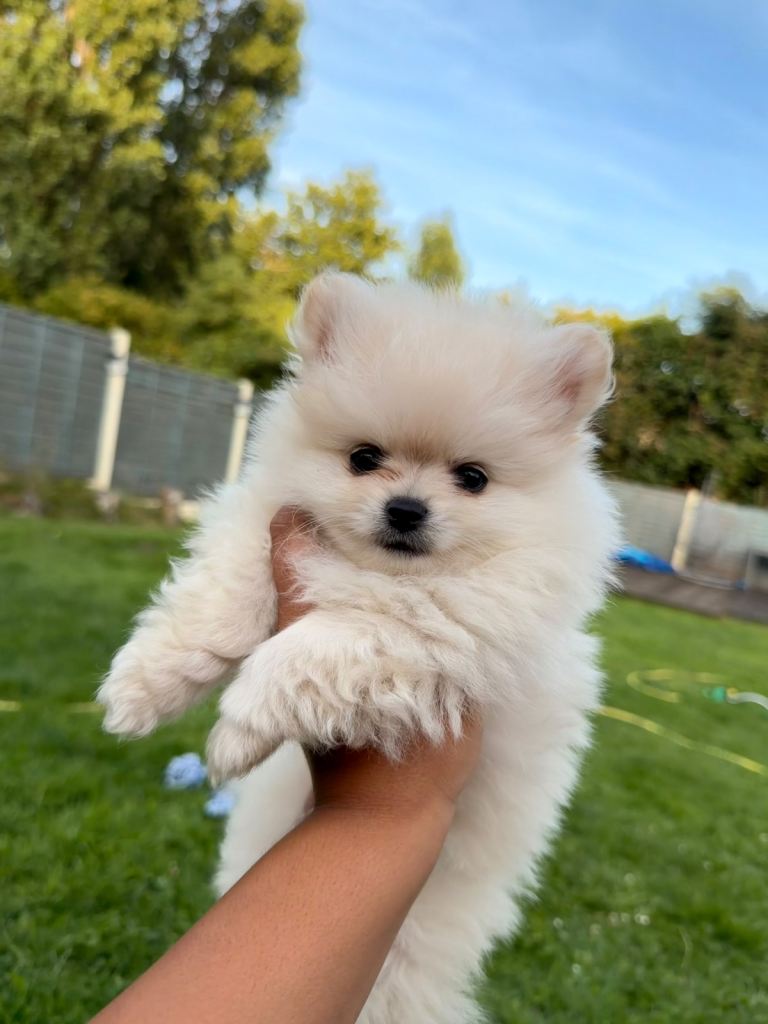 Pomeranian Puppy’s 