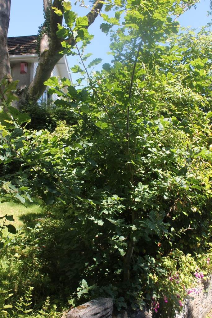Established Garden oak tree – Healthy Growth