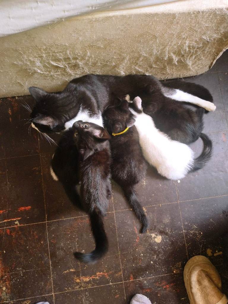 Beautiful friendly confident kittens