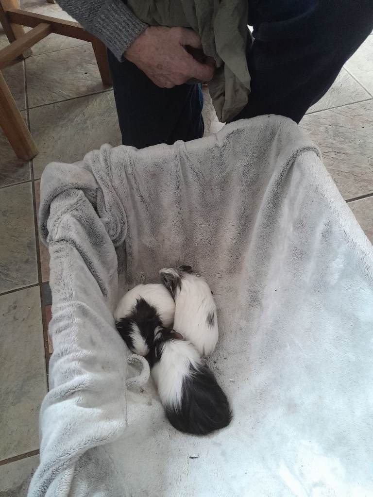 Baby Guinea Pigs