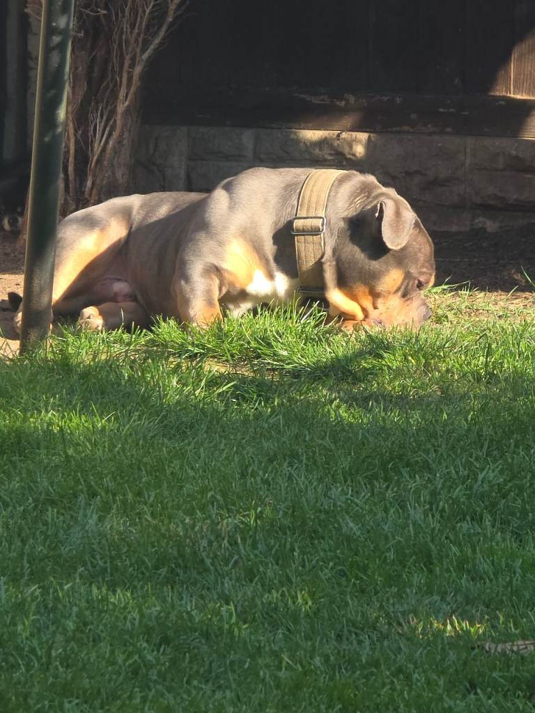 Stunning Male Blue Pocket Bully