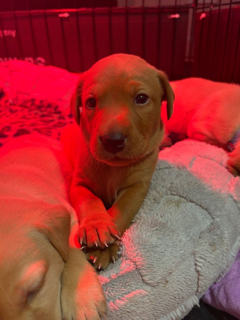 6 outstanding working Labrador puppies