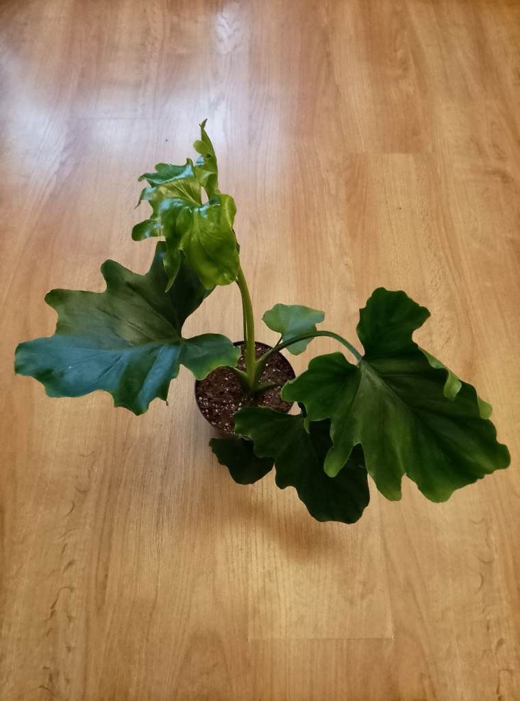 Beautiful live healthy Philodendron Selloum plant.