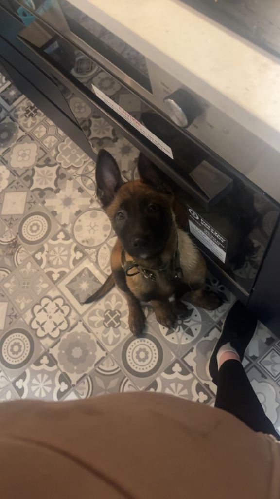 Puppy Belgium Malinois 