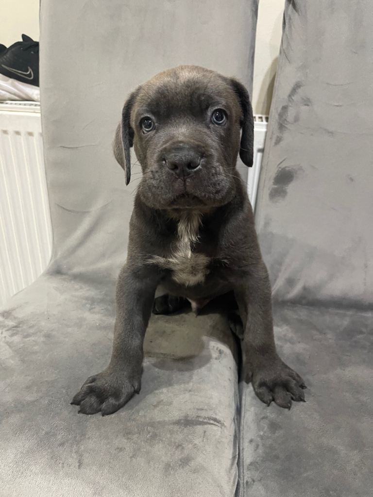 Cane Corso 