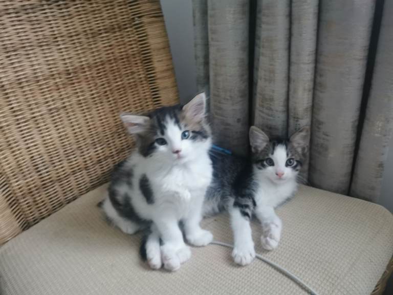 Kittens 