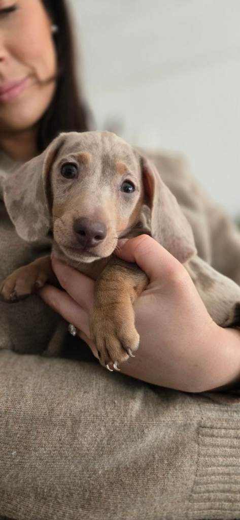 MINI DACHSHUND 