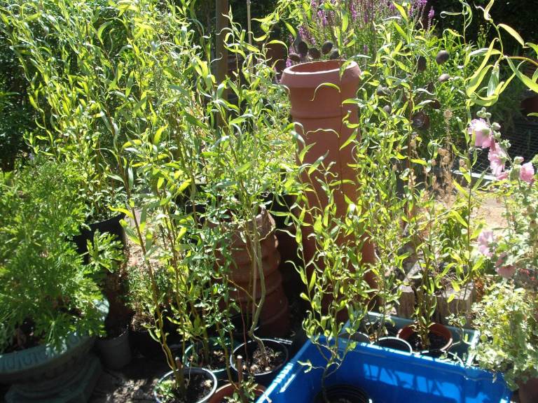 Young Curly Willow Trees (3 to 4 ft tall at the moment) Will twist As They Grow