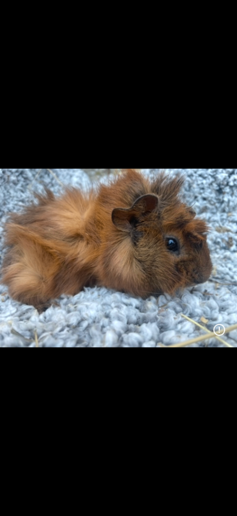 Gorgeous Guinea Pig girls