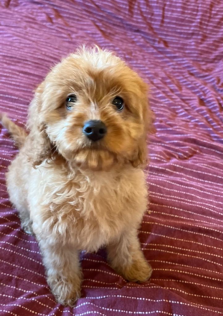 ✨Fully Vax Adorable Cavapoo Puppies✨ 