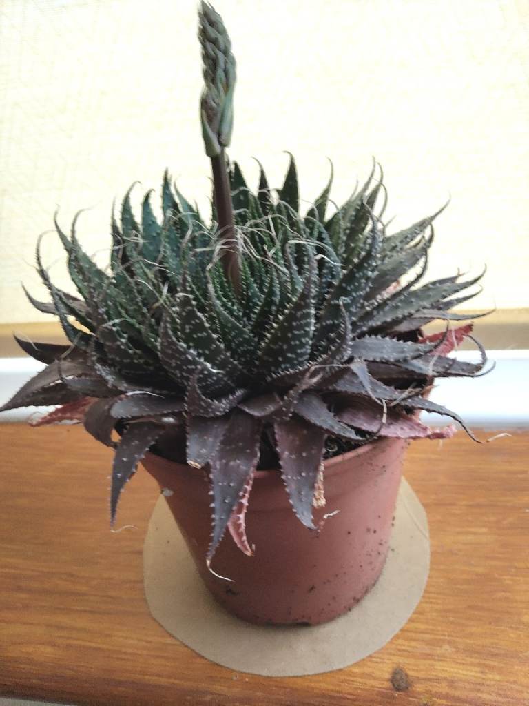 ALOE VERA, SPIDER, TRADESCANTIA, AND SUCCULENT PLANTS