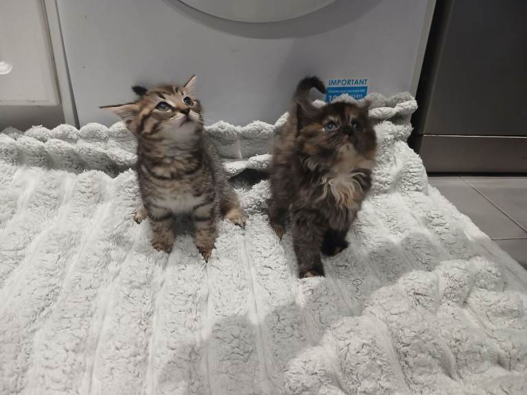 Kittens