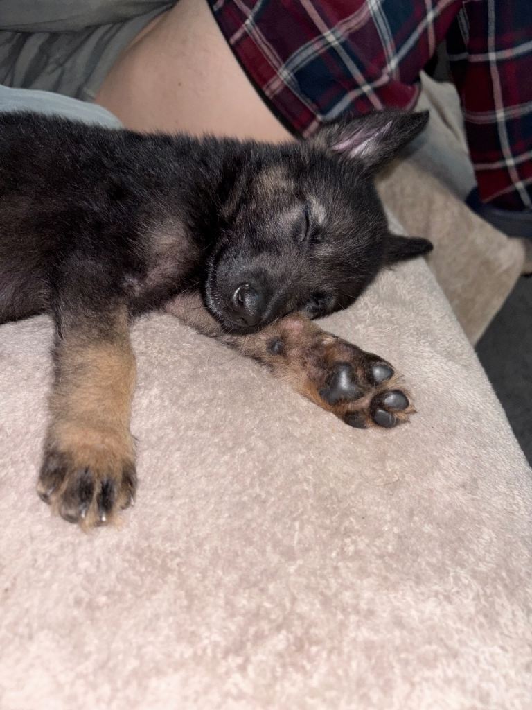 German shepherd puppy