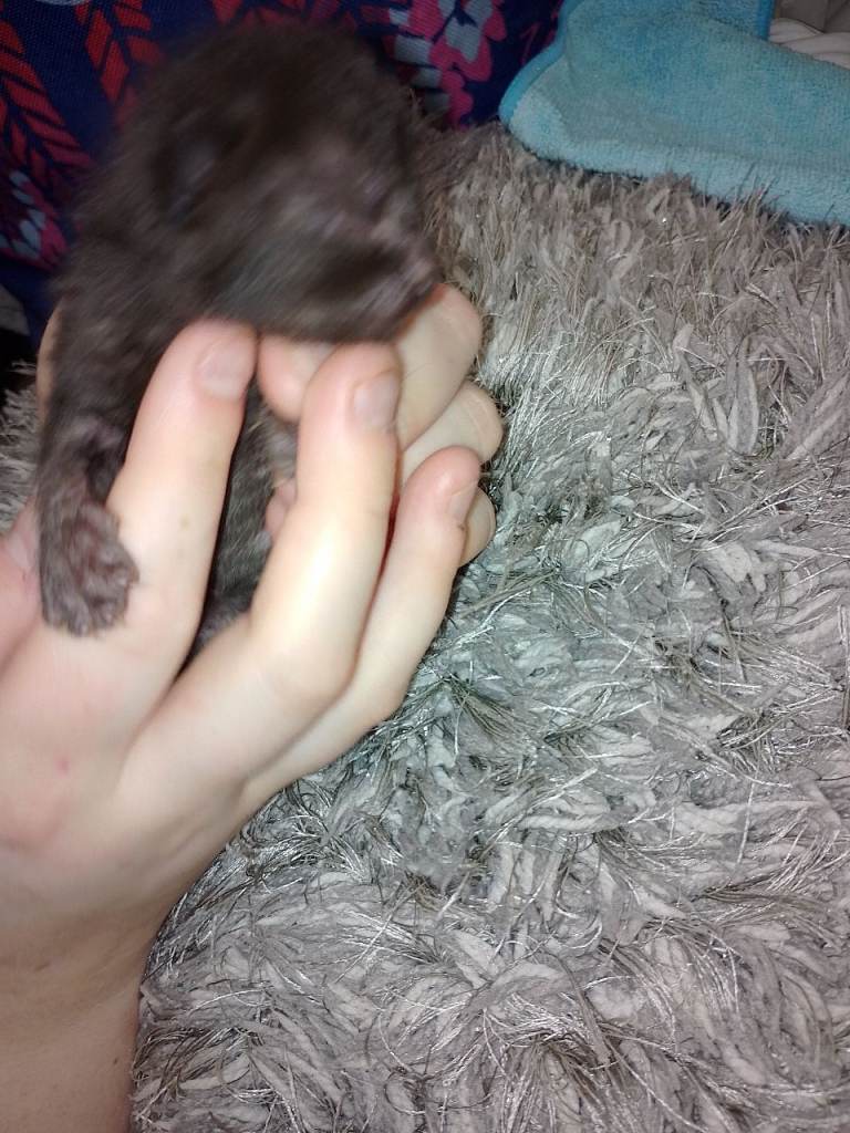 Kittens for sale 