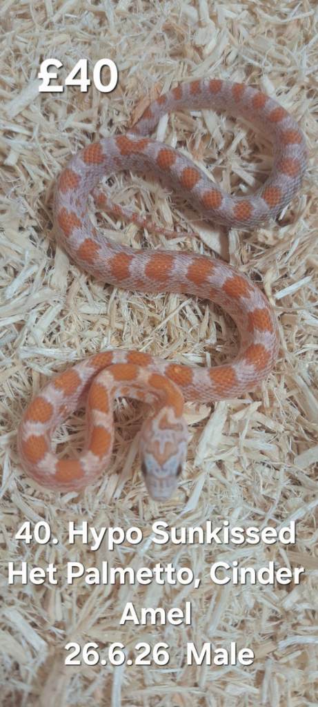 Hatchling and Adult Cornsnakes for sale