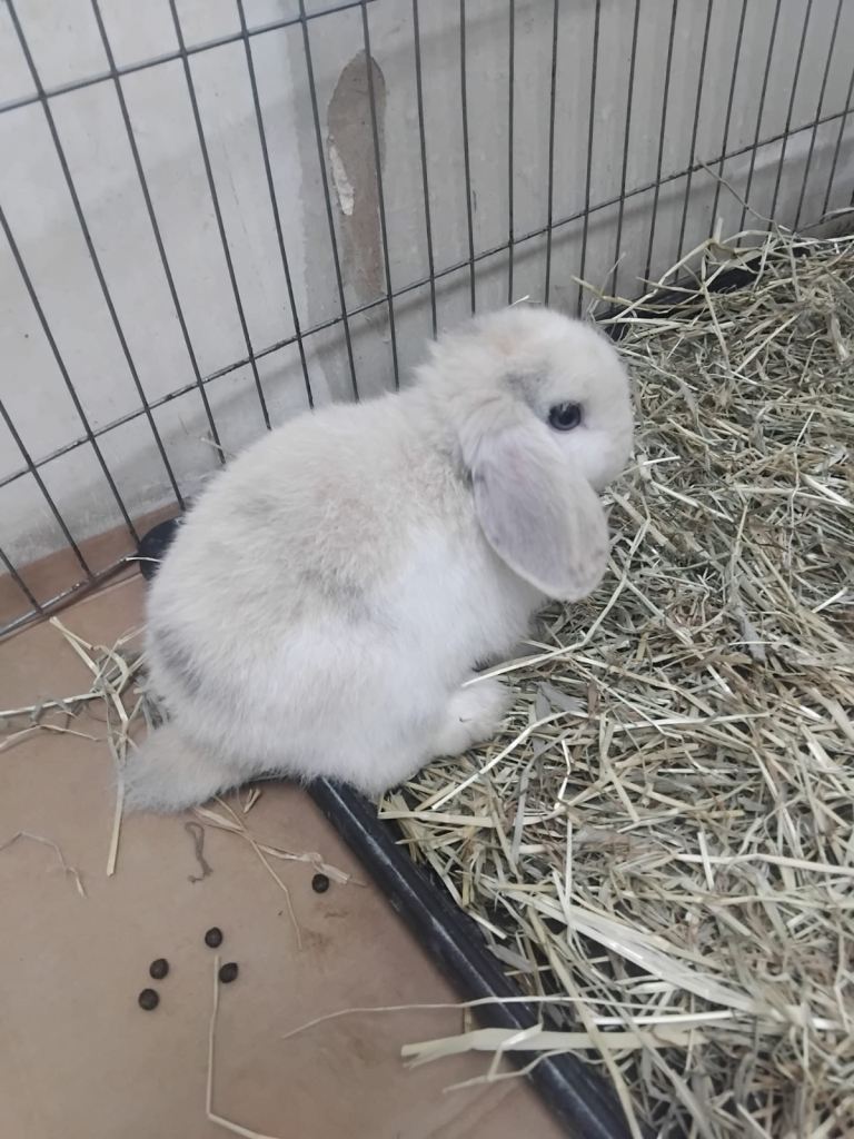 Adorable Baby Mini Lop Bunnies