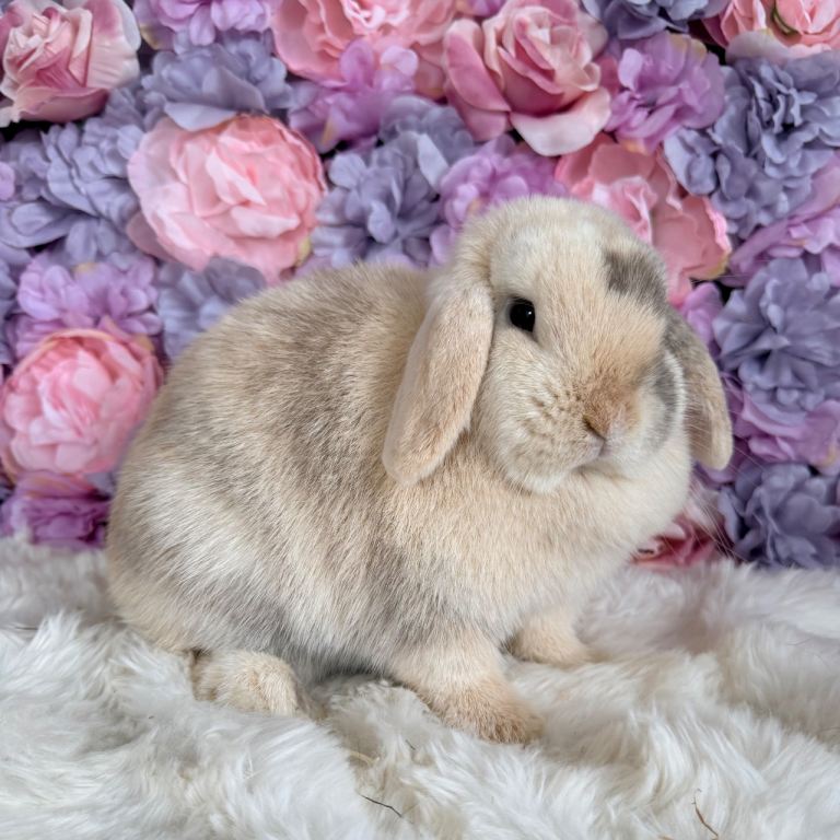 🌸 Purebred Mini Lops - Adults & Babies 🌸 xxx