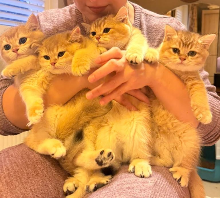 ✨ EXCEPTIONAL GOLDEN BRITISH SHORTHAIR BOYS ✨