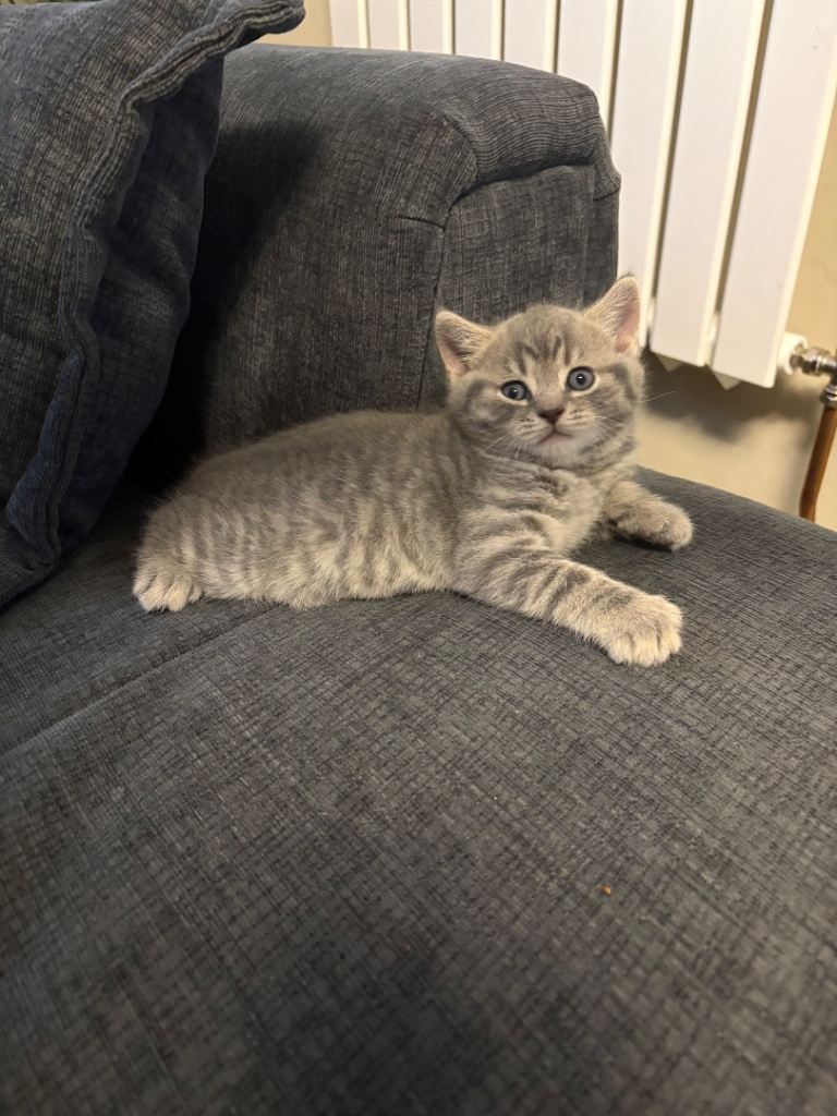 Grey British short hair cross 