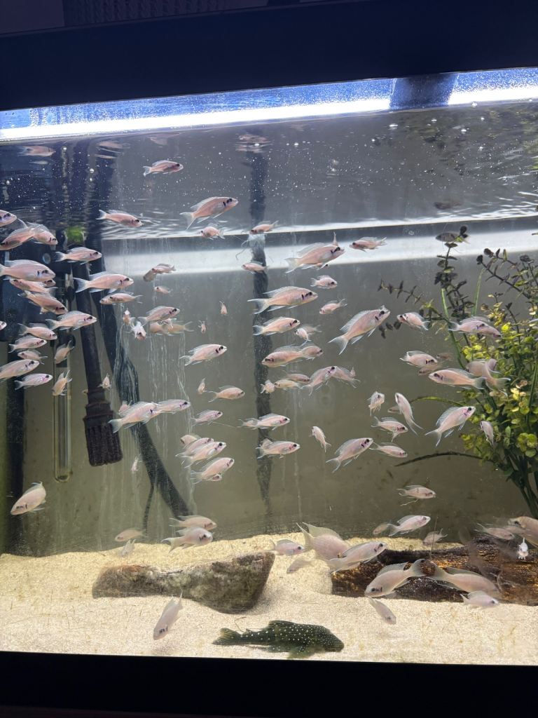 Fairy cichlids (bricardi tanganikya) 