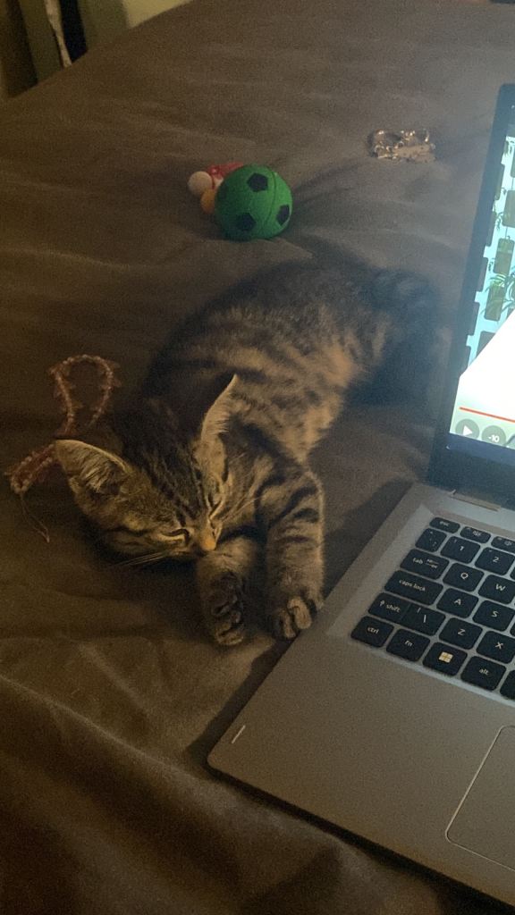 Cute Kitten For Adoption 