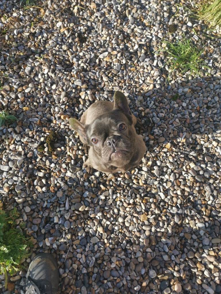 French bulldog blue 