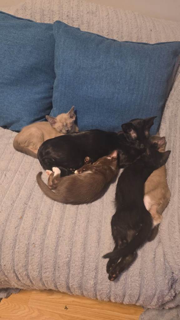 Oriental shorthair kittens 