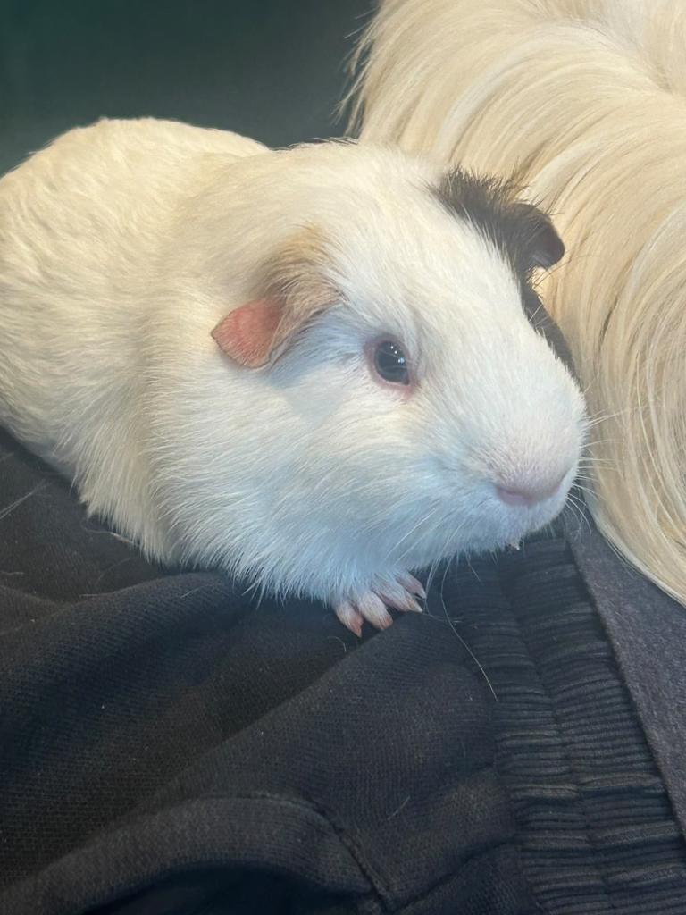 Guinea pig Boar 