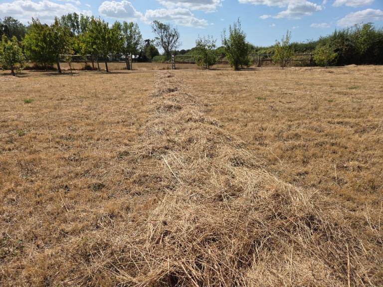 Hay organic