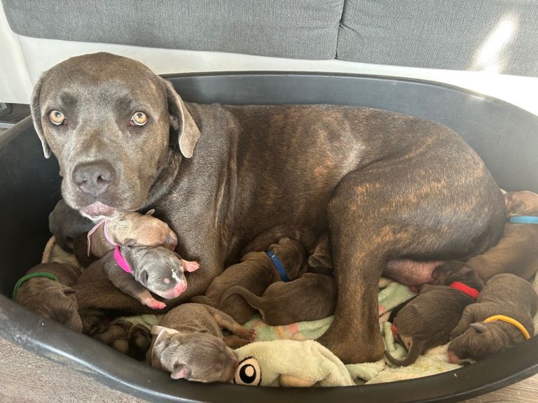 5 month old pocket bully x cane Corso 
