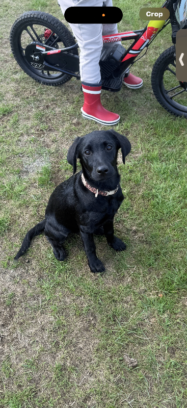 Black Labrador 