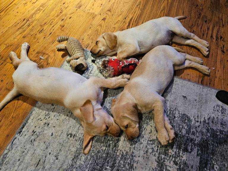 KC Health Tested Labrador Pups