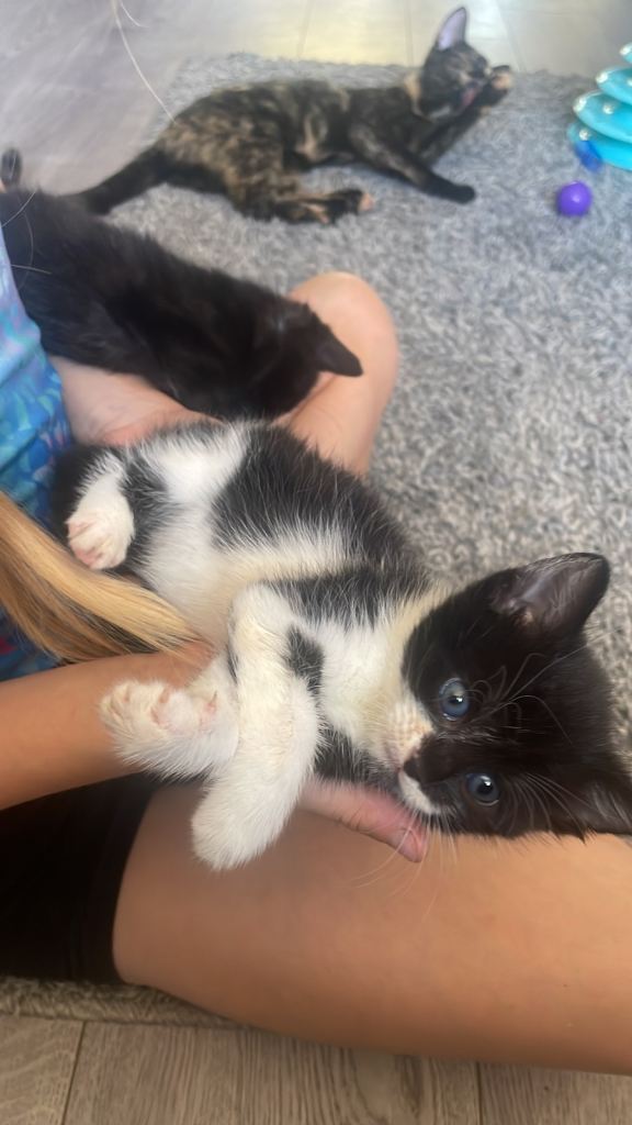 7 adorable kittens 