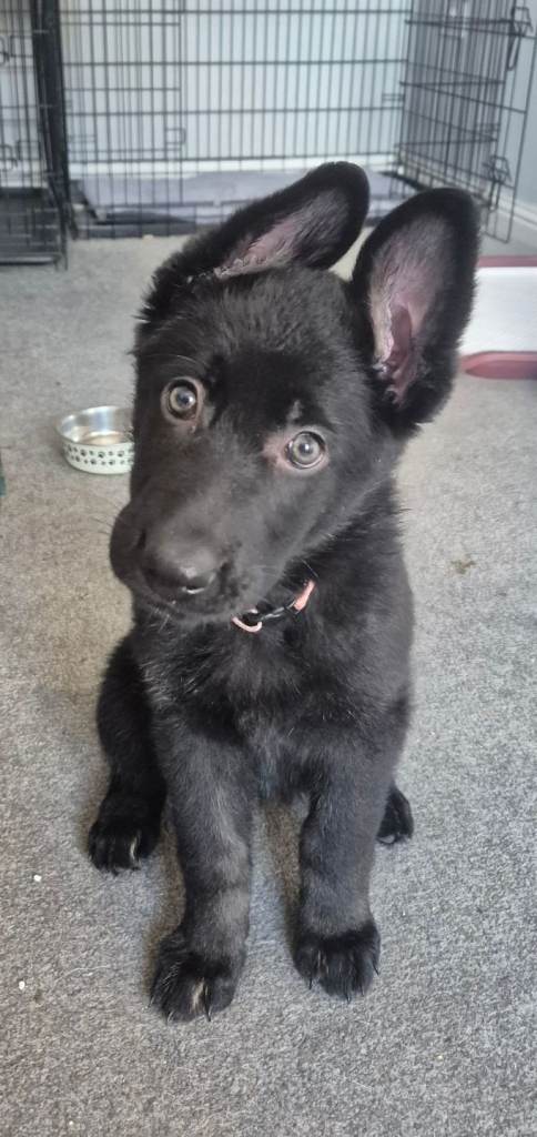 Stunning German shepherd Pup