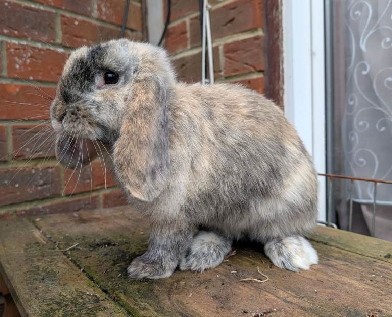 Lovely friendly harlequin lop boy rabbit