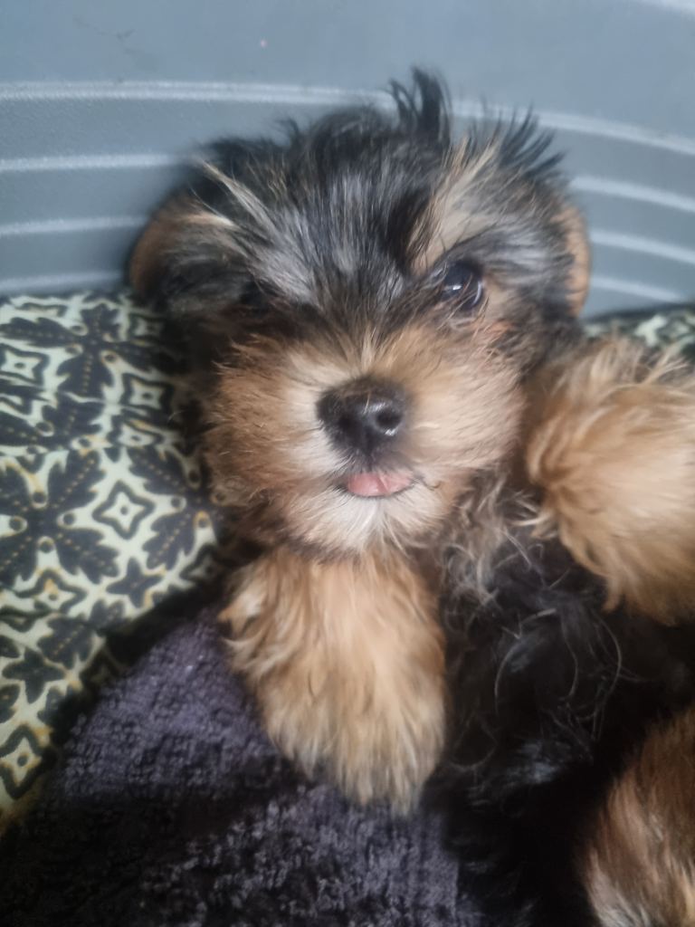 Yorkshire terrier puppies